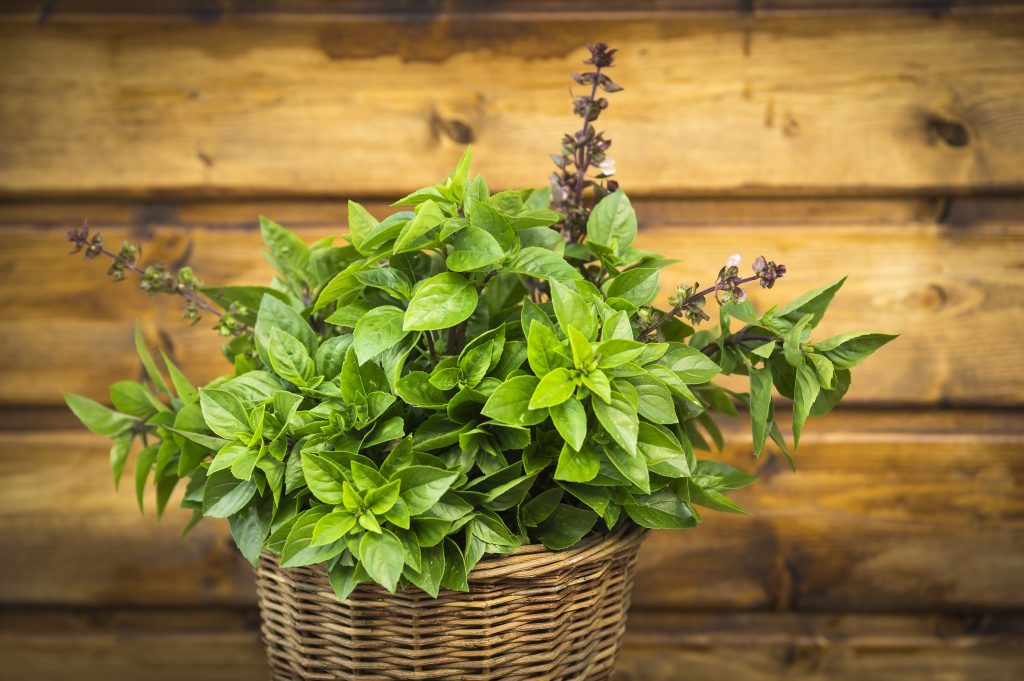 Green potted plant added to an outdoor living space