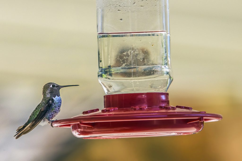 Bird feeder in an outdoor living space