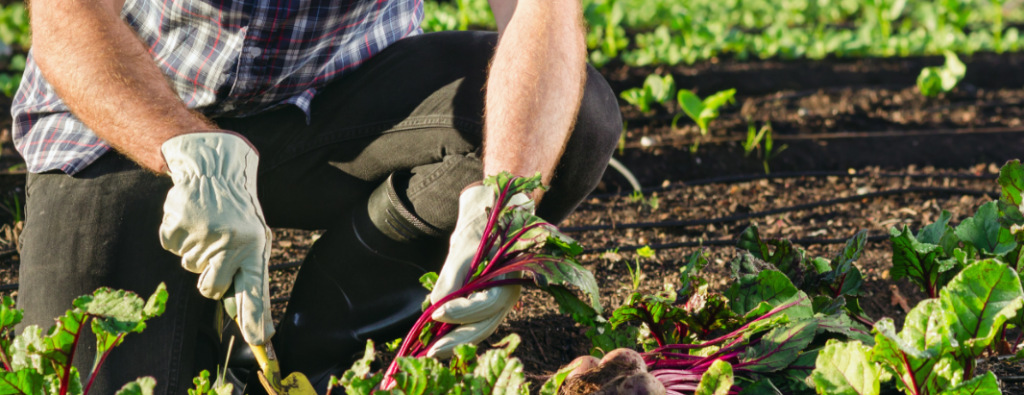 Man working in backyard garden for summer home activity