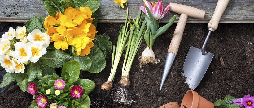 Soil, moisture, location, and more are all key to making the perfect Texas garden.