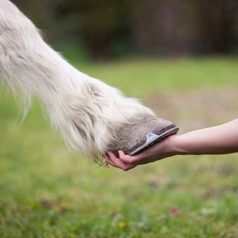 Hoove of horse in hand of person