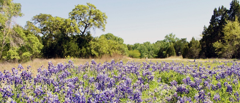 Bluebonnets in field with Hill Country trees