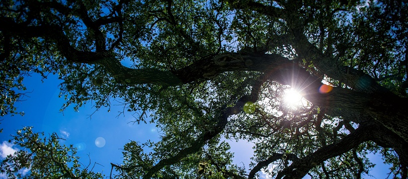 Upwards view of Hill Country tree in a new master-planned community