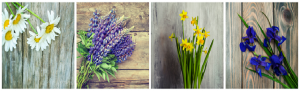 Daisies, bluebonnets, daffodils, and irises add a range of color to your home’s garden.