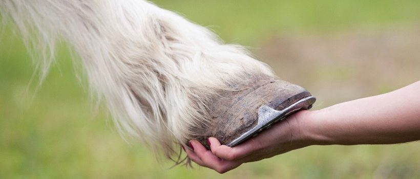 Hoove of horse in hand of person