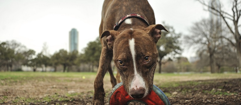 Dog playing as example of one of the facts about Austin, Texas as a dog-friendly city.