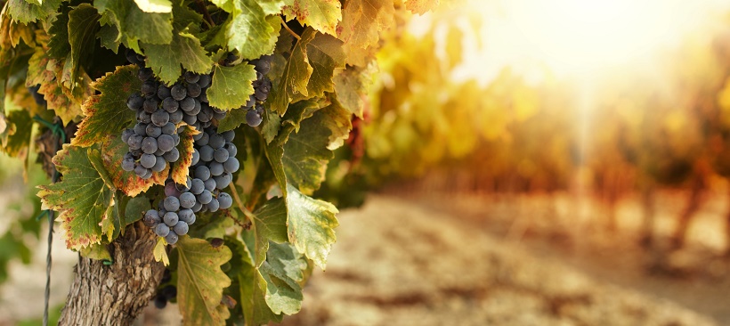 Close-up of grapes growing at winery