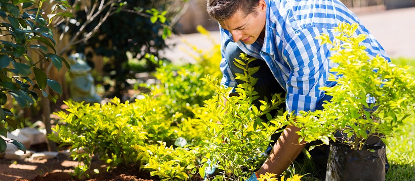 Man improving landscape around home by planting various plants into mulch.