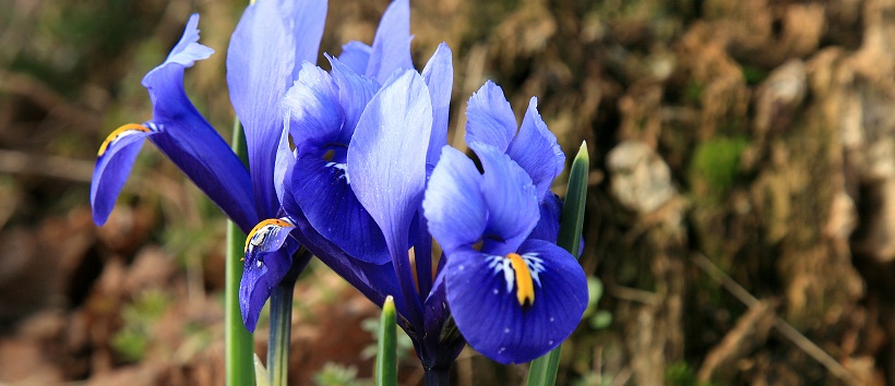 Close up of bright blue iris flowers.