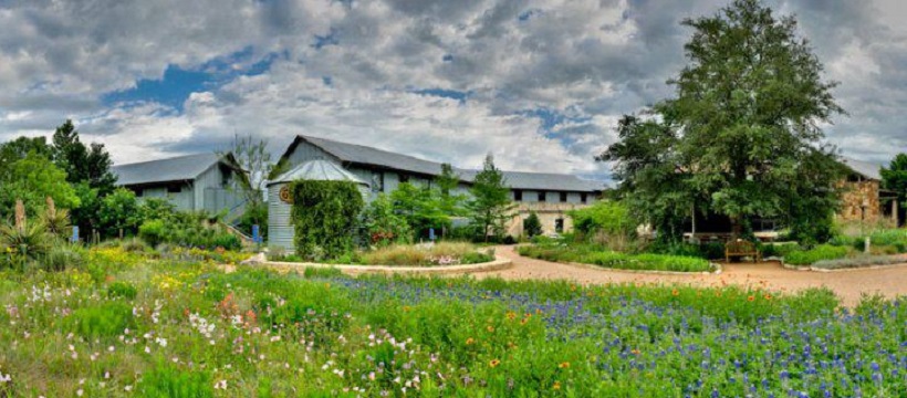 Front entrance of Lady Bird Johnson Wildflower Center with bluebonnets and other wildflowers growing wildly.