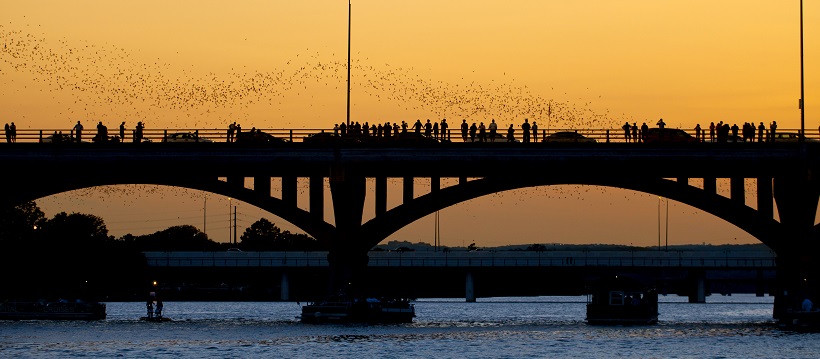 Bats flying off into an orange sunset above the Congress Avenue Bridge.