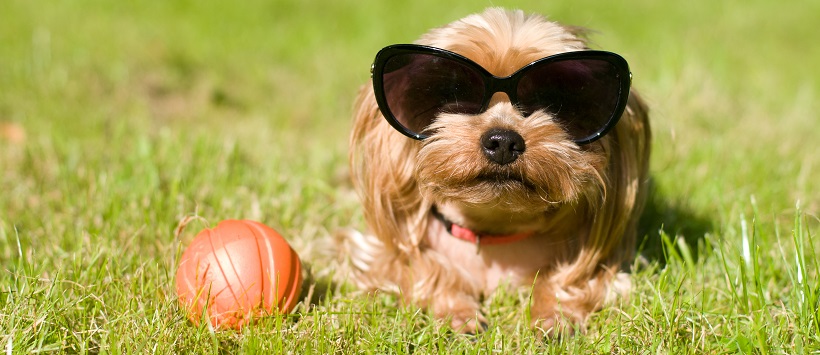 Small dog with sunglasses on sitting next to ball around dog-friendly landscaping.