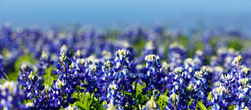 Close up of a field of bluebonnets.