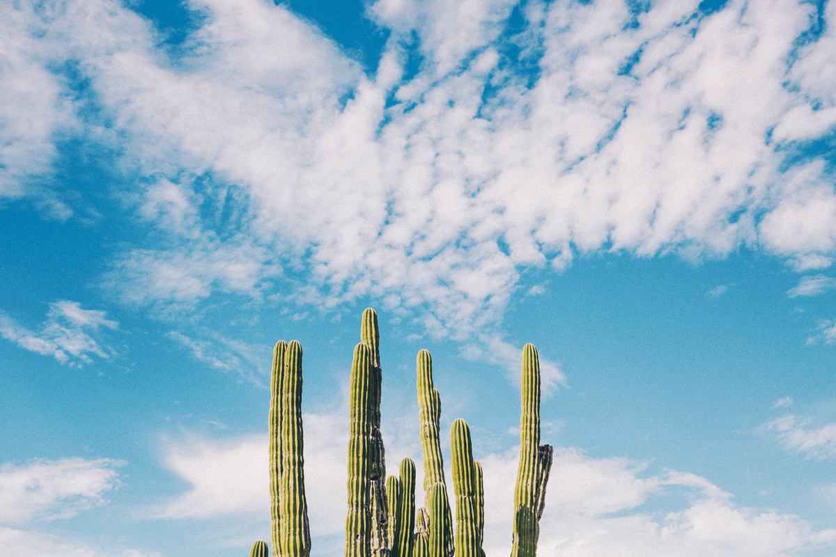 Cactus - Austin, TX - MileStone Community Builders